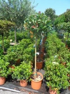 Glansmispel Op Stam (Photinia Fraseri 'Red Robin') -Directplant Winkel photinia fraseri red robin halfstam c25