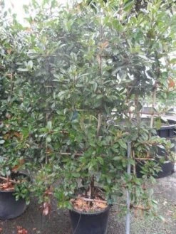 Glansmispel Als Leivorm (Photinia Fraseri 'Red Robin') -Directplant Winkel photinia fraseri red robin leivorm 180x100
