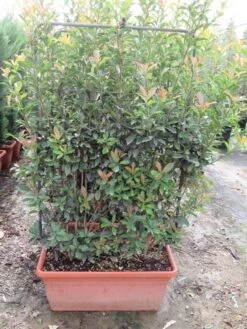 Glansmispel Als Leivorm (Photinia Fraseri 'Red Robin') -Directplant Winkel photinia fraseri red robin leivorm 80x120