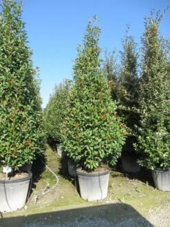 Glansmispel, Pyramide (Photinia Fraseri 'Red Robin' ) -Directplant Winkel photinia fraseri red robin piramide