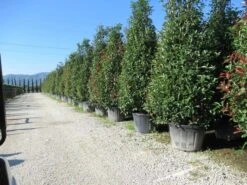 Glansmispel, Pyramide (Photinia Fraseri 'Red Robin' ) -Directplant Winkel photinia fraseri red robin piramide 2