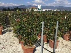 Glansmispel Als Leivorm (Photinia Fraseri 'Red Robin') -Directplant Winkel photinia lage leivorm c18 1