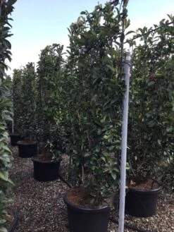 Glansmispel Als Leivorm (Photinia Fraseri 'Red Robin') -Directplant Winkel photinia lage leivorm c60 2