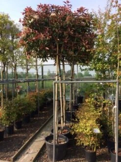 Glansmispel Als Leiboom (Photinia Fraseri 'Red Robin') -Directplant Winkel photinia lei 10 12cm