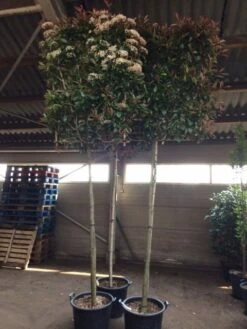 Glansmispel Als Leiboom (Photinia Fraseri 'Red Robin') -Directplant Winkel photinia lei 12 14cm