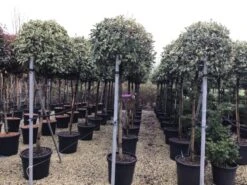 Glansmispel Op Stam (Photinia Fraseri 'Pink Marble') -Directplant Winkel photinia pink marble02