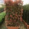Glansmispel Meeneemhaag (Photinia Fraseri 'Red Robin')