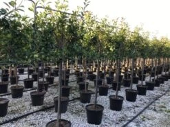 Glansmispel Halfstam Als Leiboom (Photinia Fraseri 'Red Robin') -Directplant Winkel photinia red robin 130cm stem leivorm