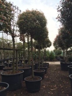 Glansmispel Als Boom (Photinia Fraseri 'Red Robin') -Directplant Winkel photinia red robin 2025