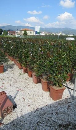 Glansmispel Als Leivorm (Photinia Fraseri 'Red Robin') -Directplant Winkel photinia red robin 52x110 leivorm 2