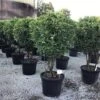 Meerstammige Glansmispel (Photinia Fraseri 'Red Robin') -Directplant Winkel photinia red robin c70 meerstammig 1