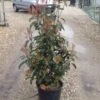 Glansmispel (Photinia 'Robusta Compacta') -Directplant Winkel photinia robusta compacta 1