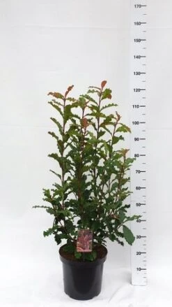 Glansmispel (Photinia Serratifolia ‘Crunchy’) 11 Glansmispel (Photinia Serratifolia ‘Crunchy’) -Directplant Winkel photinia serratifolia crunchy week 45 2019 1600x1200