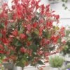 Glansmispel Op Stam (Photinia Fraseri 'Little Red Robin') -Directplant Winkel photinia x fraseri little red robin01 2