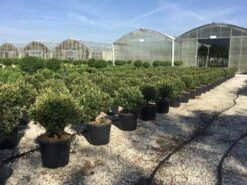 Glansmispel Als Bolvorm (Photinia Fraseri 'Carré Rouge') -Directplant Winkel photiniacarrerougebal01