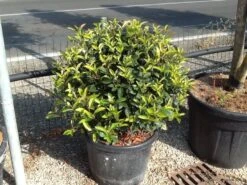 Glansmispel Als Bolvorm (Photinia Fraseri 'Carré Rouge') -Directplant Winkel photiniacarrerougebal02 1