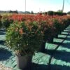 Glansmispel Als Bolvorm (Photinia Fraseri 'Carré Rouge') 2 Glansmispel Als Bolvorm (Photinia Fraseri 'Carré Rouge') -Directplant Winkel photiniacarrerougebal03 2
