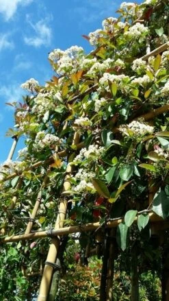 Glansmispel Als Leiboom (Photinia Fraseri 'Red Robin') -Directplant Winkel photinialeiboom01
