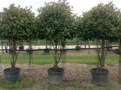 Meerstammige Glansmispel (Photinia Fraseri 'Red Robin') -Directplant Winkel photiniaredrobinmeerstammig01