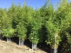 Bamboe (Phyllostachys Aurea) 41 Bamboe (Phyllostachys Aurea) -Directplant Winkel phyllostachus aurea 150 200cm 1