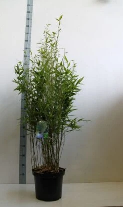 Bamboe (Phyllostachys Bissetii) -Directplant Winkel phyllostachus bissetii 100 125 cm co. 10l kopie