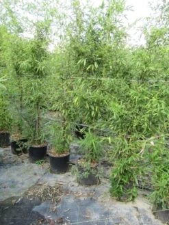 Bamboe (Phyllostachys Aureosulcata 'Spectabilis') 26 Bamboe (Phyllostachys Aureosulcata 'Spectabilis') -Directplant Winkel phyllostachys 1