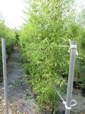 Bamboe (Phyllostachys Aurea) 18 Bamboe (Phyllostachys Aurea) - Afbeelding 16