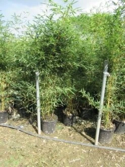 Bamboe (Phyllostachys Aurea) -Directplant Winkel phyllostachys 3