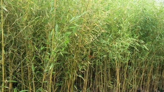 Bamboe (Phyllostachys Aurea) 4 Bamboe (Phyllostachys Aurea) - Afbeelding 2