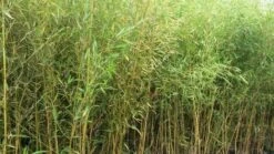 Bamboe (Phyllostachys Aurea) -Directplant Winkel phyllostachys aurea
