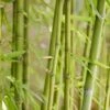 Bamboe (Phyllostachys Aurea) -Directplant Winkel phyllostachys aurea 1