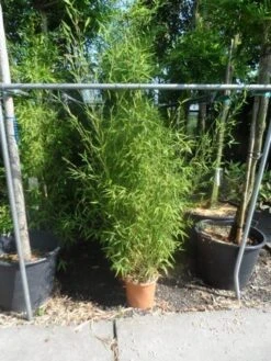 Bamboe (Phyllostachys Aurea) -Directplant Winkel phyllostachys aurea 150 175 c12