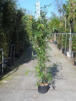 Bamboe (Phyllostachys Aurea) -Directplant Winkel phyllostachys aurea 150 200 c12