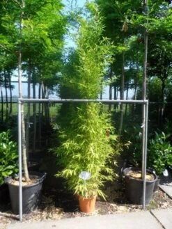 Bamboe (Phyllostachys Aurea) 33 Bamboe (Phyllostachys Aurea) -Directplant Winkel phyllostachys aurea 175 200 c12 1