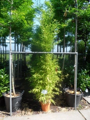 Bamboe (Phyllostachys Aurea) 14 Bamboe (Phyllostachys Aurea) - Afbeelding 12