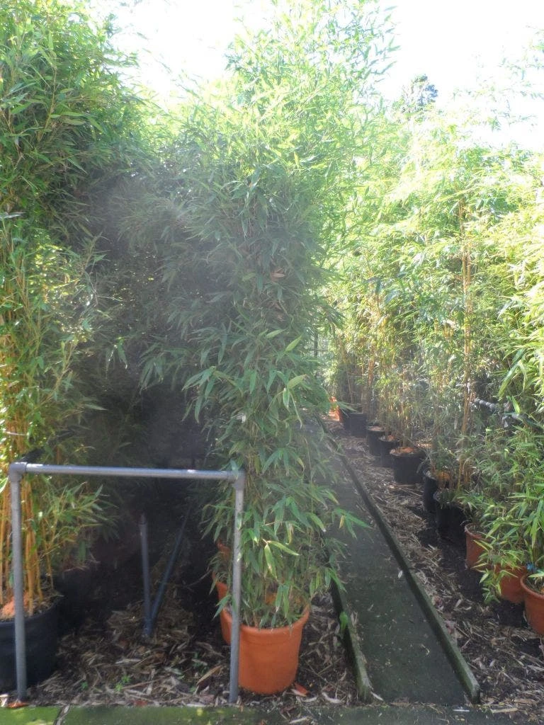 Bamboe (Phyllostachys Aurea) 10 Bamboe (Phyllostachys Aurea) - Afbeelding 8
