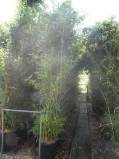 Bamboe (Phyllostachys Aurea) 30 Bamboe (Phyllostachys Aurea) -Directplant Winkel phyllostachys aurea 250 300 c35 1