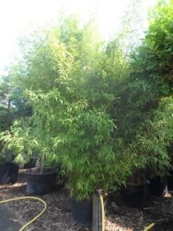 Bamboe (Phyllostachys Aurea) -Directplant Winkel phyllostachys aurea 300 400 c160 200 extra