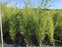 Bamboe (Phyllostachys Aureosulcata 'Spectabilis') -Directplant Winkel phyllostachys aureosulcata spectabilis 100125 1