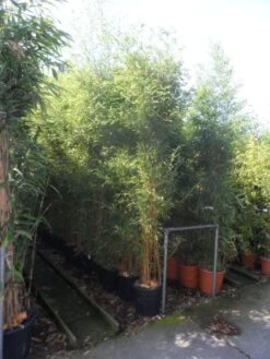 Bamboe (Phyllostachys Aureosulcata 'Spectabilis') -Directplant Winkel phyllostachys aureosulcata spectabilis 200 250 c25 1