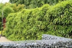 Bamboe (Phyllostachys Bissetii) -Directplant Winkel phyllostachys bissetti 1