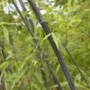 Bamboe (Phyllostachys Nigra) -Directplant Winkel phyllostachys nigra