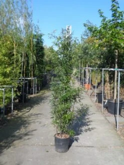 Bamboe (Phyllostachys Nigra) 15 Bamboe (Phyllostachys Nigra) -Directplant Winkel phyllostachys nigra 150 200 c18