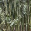 Bamboe (Phyllostachys Viridiglaucescens) -Directplant Winkel phyllostachys viridis glaucescens