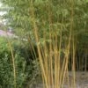 Bamboe (Phyllostachys Vivax 'Aureocaulis') 2 Bamboe (Phyllostachys Vivax 'Aureocaulis') -Directplant Winkel phyllostachys vivax aureocaulis 1 1
