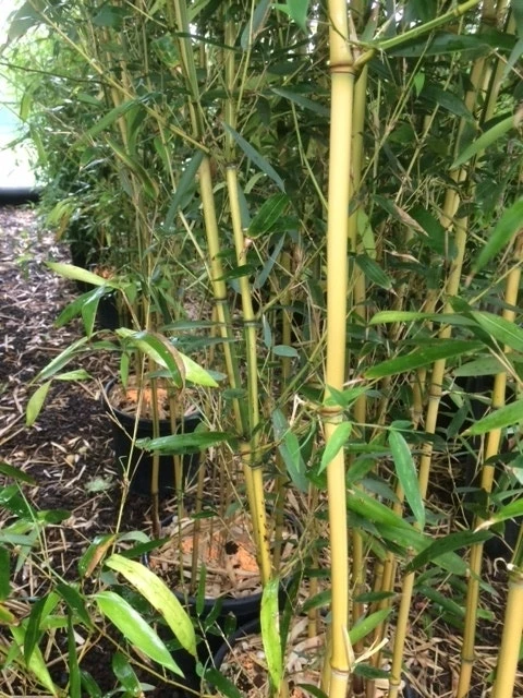 Bamboe (Phyllostachys Aureosulcata 'Spectabilis') 11 Bamboe (Phyllostachys Aureosulcata 'Spectabilis') - Afbeelding 9