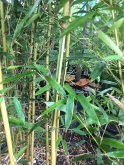 Bamboe (Phyllostachys Aureosulcata 'Spectabilis') -Directplant Winkel phyllostahys spectabilis 3 1