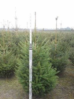 Fijnspar (Picea Abies) -Directplant Winkel picea abies 125 150 5 1 1