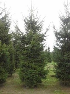 Fijnspar (Picea Abies) -Directplant Winkel picea abies 2 450 500 1