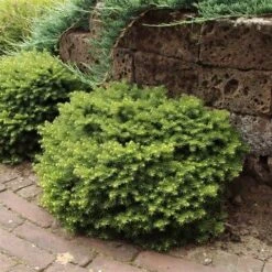 Kussenspar (Picea Abies 'Little Gem') 7 Kussenspar (Picea Abies 'Little Gem') -Directplant Winkel picea abies little gem